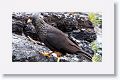 Striated Caracara