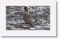 Striated Caracara