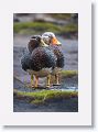 Flying Steamer Ducks