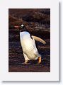 Gentoo Penguin