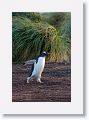 Gentoo Penguin