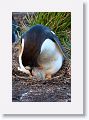 Gentoo Penguin with chick