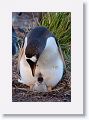 Gentoo Penguin with chick
