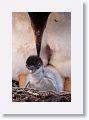 Gentoo Penguin with chick