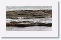 Elephant Seals