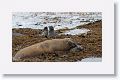 Elephant Seals