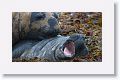 Elephant Seals