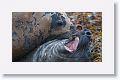Elephant Seals