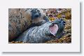 Elephant Seals