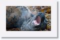Elephant Seals