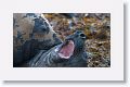 Elephant Seals