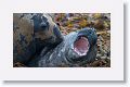 Elephant Seals