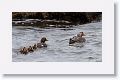 Flying Steamer Ducks