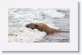 Elephant Seal