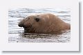 Elephant Seal