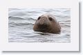 Elephant Seal