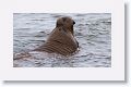 Elephant Seal