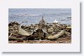 Kelp Goose and Whale bones at Beaver Pond which was named for the amphibious airplane that landed here