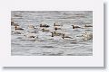 Upland Geese