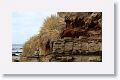Tussock grass