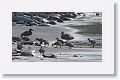 Flying Steamer Ducks