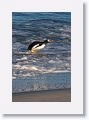 Gentoo Penguin