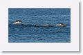 Gentoo Penguins