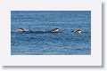 Gentoo Penguins