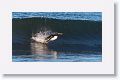 Gentoo Penguin