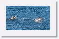 Gentoo Penguins