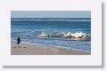 Gentoo Penguins
