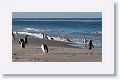Gentoo Penguins