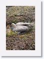 Upland Goose