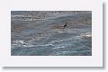 Juvenile Southern Giant Petrel