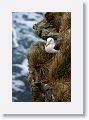 Black-browed Albatross