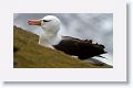 Black-browed Albatross