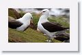Black-browed Albatross