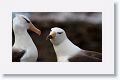 Black-browed Albatross
