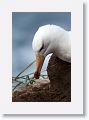 Black-browed Albatross on nest