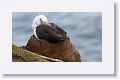 Black-browed Albatross on nest