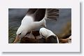 Black-browed Albatross