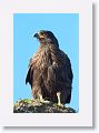 Striated Caracara