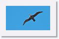 Southern Giant petrel