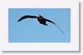 Southern Giant petrel
