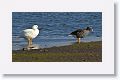 Kelp Geese