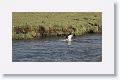 Rosy-billed Pochard