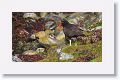 Blackish Oystercatcher