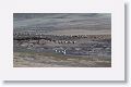 King Penguin Colony