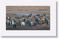 King Penguins with Gentoo penguins behind