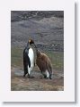 King Penguins